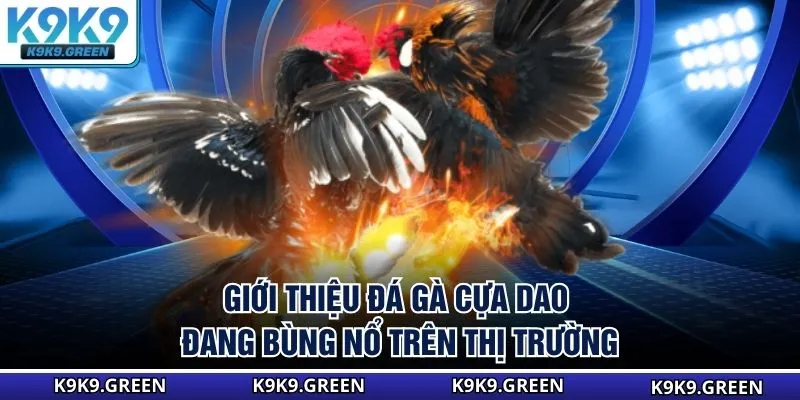 Giới thiệu đá gà cựa dao đang bùng nổ trên thị trường